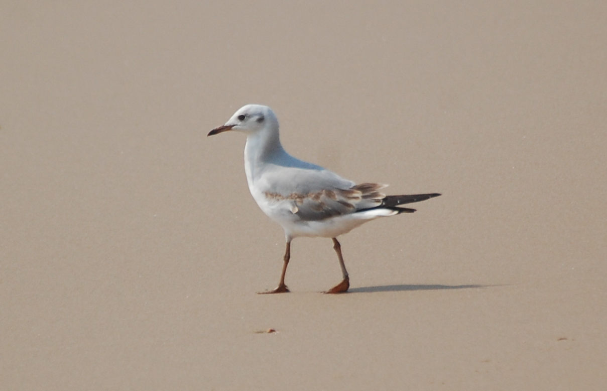 dal Sud Africa: immaturo di Gabbiano testa grigia (Chroicocephalus cirrocephalus)